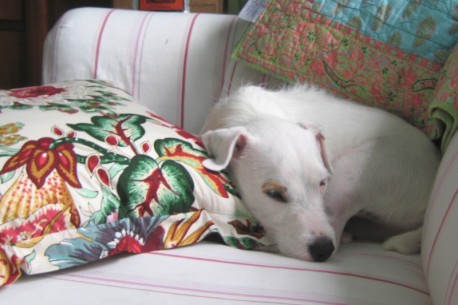 just-try-to-keep-a-jack-russell-off-the-sofa
