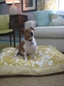 Custom Dog Bed by PillowFolly.com